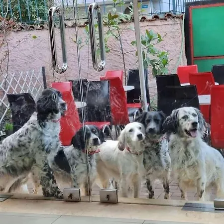 Friendly Dogs House Apartment